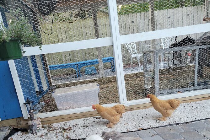 Private Rabbit and Chicken Petting Experience in Navarre - Why This Experience Is Worth Considering