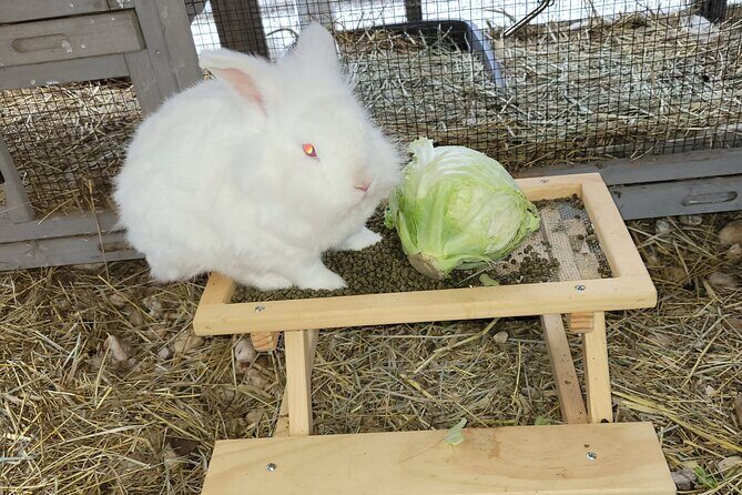 Private Rabbit and Chicken Petting Experience in Navarre - Frequently Asked Questions