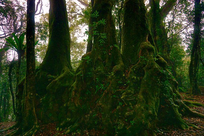 Private Rainforest & Wildlife Tour - Build Your Own Experience - Introduction: A Tailored Journey into the Gold Coast’s Rainforest