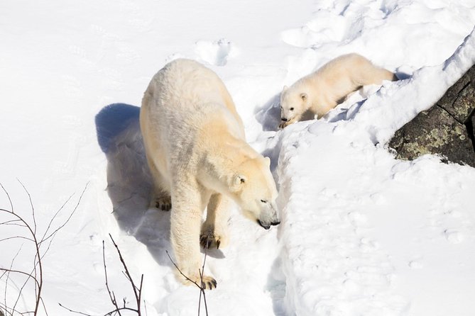 Private Ranua Zoo Tour - Pricing and Cancellation