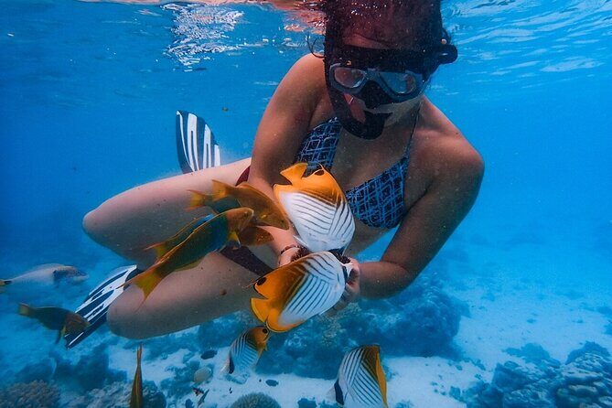 Private Rarotonga Turtle Tour - A Detailed Look at the Tour