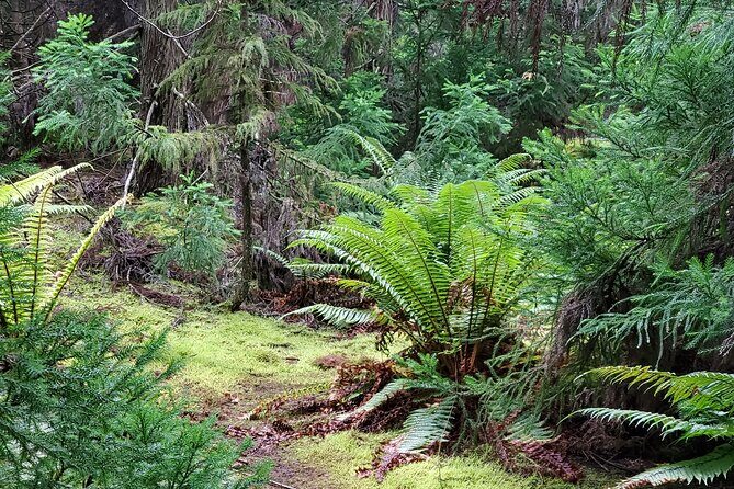 Private Redwood Forest Hiking Tour - FAQs