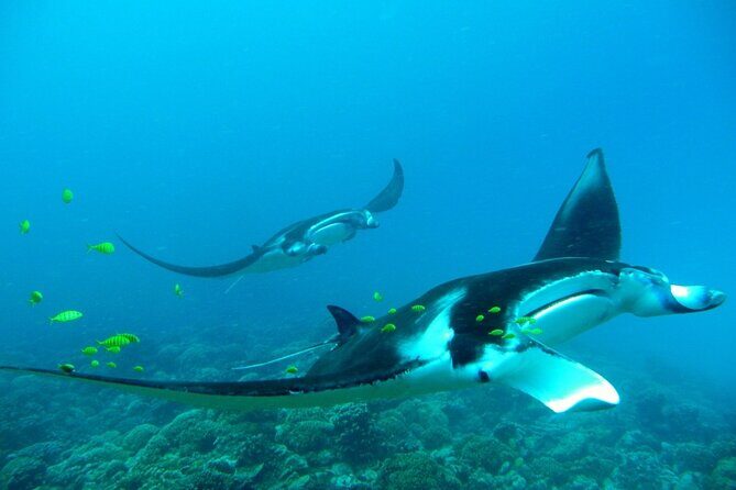Private Reef Discovery Luxury Dream Day Tour in Bora Bora - Who Should Consider This Tour?