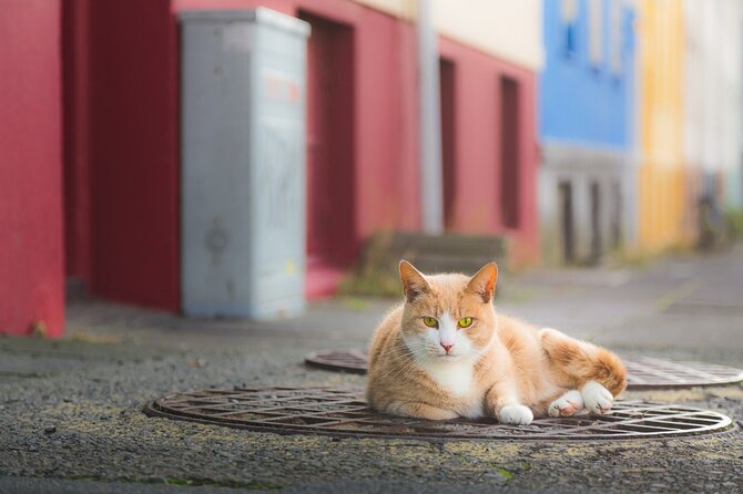 Private Reykjavik Cat Walking Tour - Tour Focus