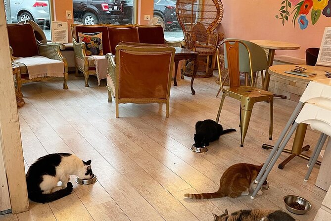 Private Reykjavik Cat Walking Tour - Review Insights