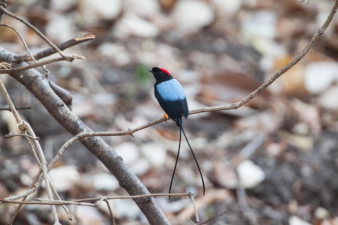 Private Rincón De La Vieja Bird Watching Tour - Unique Ecosystem and Birds