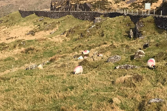 Private Ring of Kerry Luxury Tour With Accredited Guide - Cancellation Policy