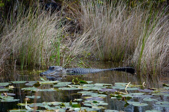 Private River Of Grass Everglades Airboat Adventure - Frequently Asked Questions
