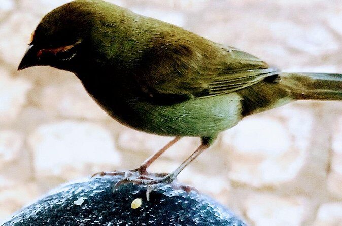 Private Rockland Bird Sanctuary Tour from Falmouth - Who Is This Tour Best For?