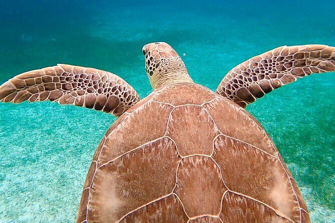 Private Rose Island, Swimming Pigs, Snorkeling and Turtles - Challenges and Considerations