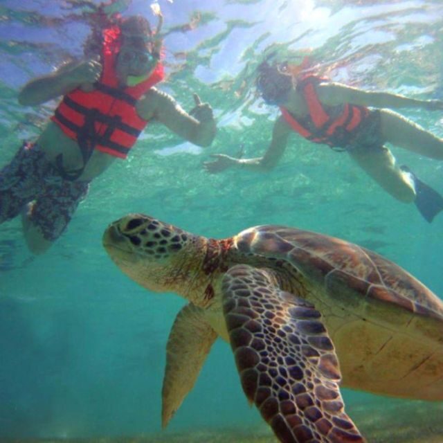 Private Ruins, Turtles Snorkel & Adventure Park with Lunch - Overall Value and Experience