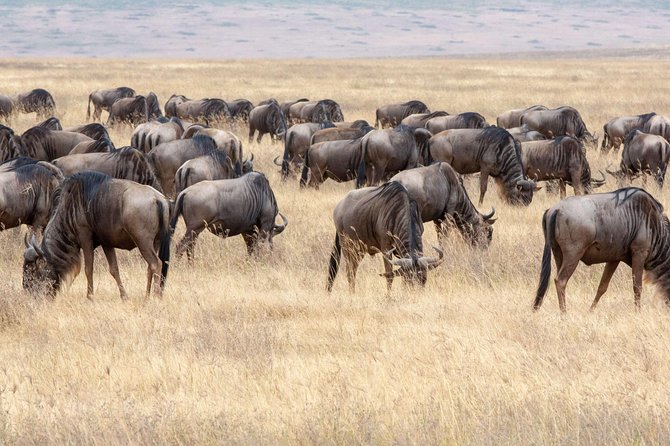 Private Safari for Couples | 5 Day - Frequently Asked Questions