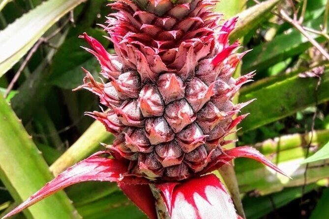 Private Sail & Hike Tour of Grenada - FAQs