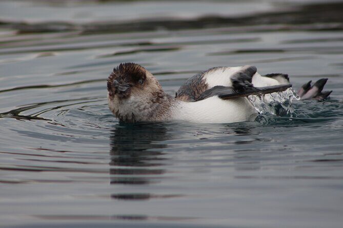 Private Seal Kayaking and Wildlife Tour in Kaikoura - The Sum Up: Who Will Love This Tour?