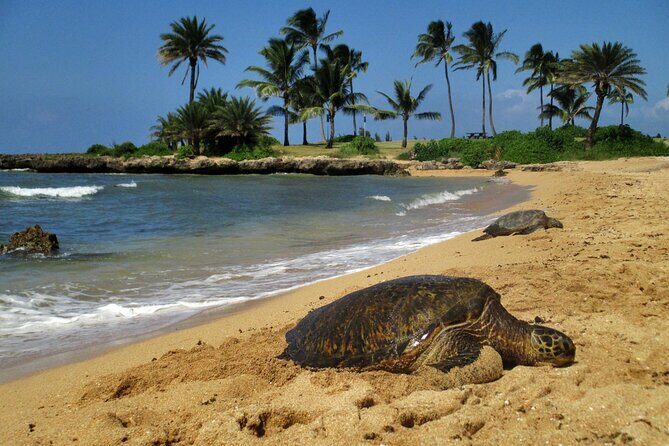 Private Secret Spots Tour on Oahu Hawaii - Logistics and Booking