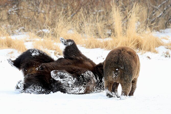 Private Seward Cruise Transfer & Scenic Tour for Large Groups - The Sum Up: Is This Experience Worth It?