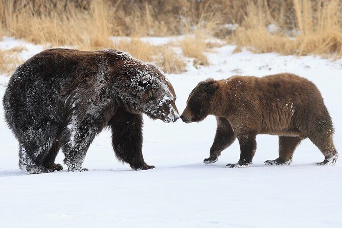 Private Seward Cruise Transfer & Scenic Tour for Large Groups - FAQ: Practical Questions About the Tour