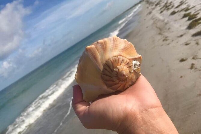 Private Shell Key Island Adventure Dolphins And Shells - What to Expect from the Shell Key Island Adventure