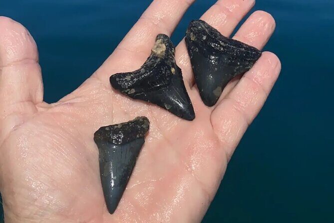 Private Shell Key Island Adventure Dolphins And Shells - Practical Tips for Your Trip