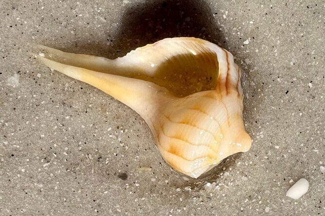 Private Shell Key Island Adventure Dolphins And Shells - FAQ