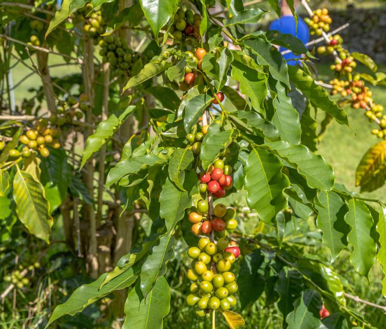 Private Shore Excursion Kona Coffee & National Historic Park - Itinerary