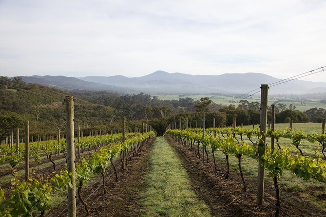 Private Shore Excursion with Aussie Wildlife in Melbourne - Authentic Encounters and Review Highlights