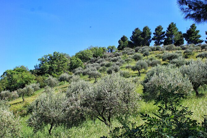 Private Sicilian Winery Tour with Gourmet Lunch  Country Escape - FAQ