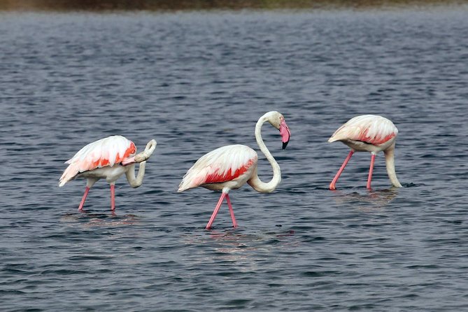 Private Sightseeing Boat Tour in Ria Formosa at Olhão - Accessibility and Participation