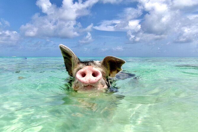 Private Sightseeing Tour in Nassau with Lunch - A Comprehensive Look at the Nassau Private Sightseeing Tour