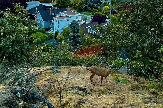 Private Sightseeing Tour in Victoria Canada - How the Tour Enhances Your Visit