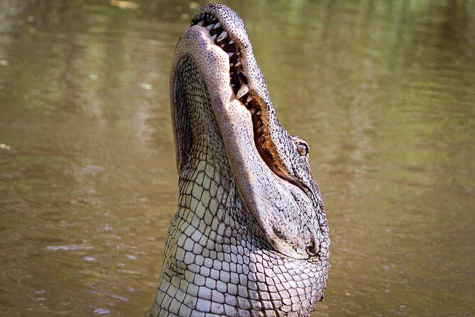 Private Small Airboat Ride with Tranportation from New Orleans - Key Points