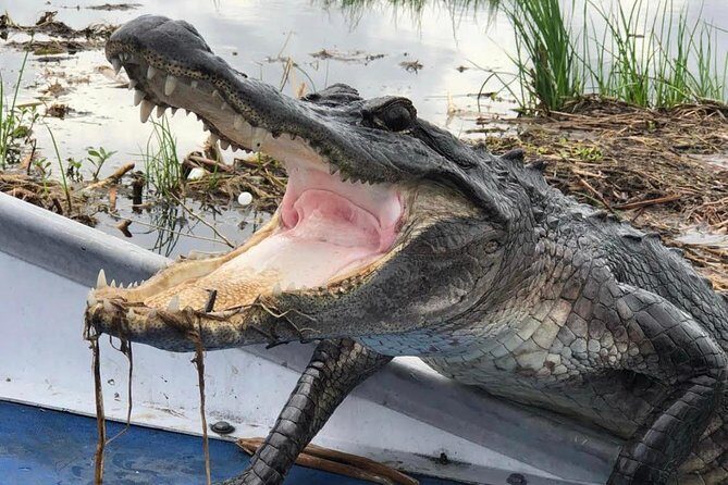 Private Small Airboat Ride with Tranportation from New Orleans - The Sum Up: Who Will Love This?