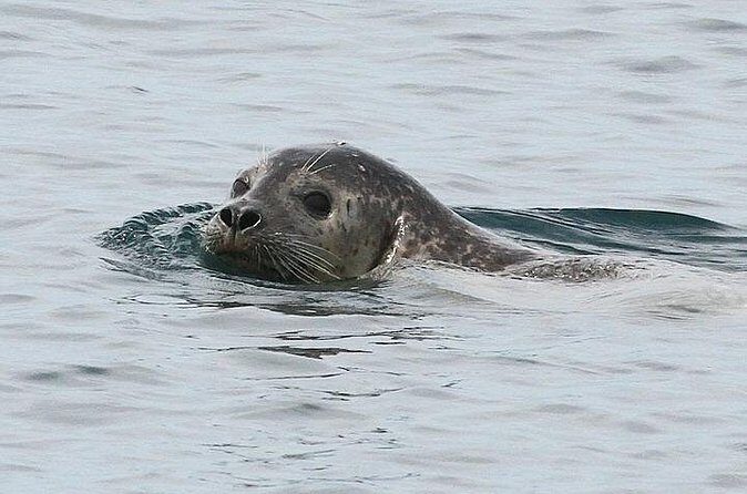 Private Small Group Wildlife Eco Tour in Kennebunkport - Who Would Love This Tour?