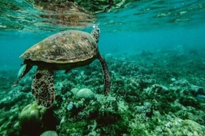 Private Snorkel and Dive Charter to Culebra (Up to 5 Guests) - The Sum Up