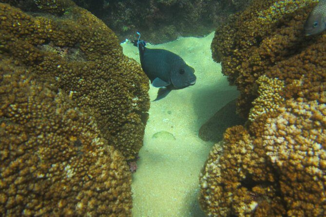 private snorkel - FAQ