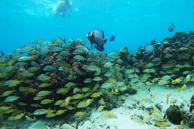 Private Snorkel Tour On The Reef Lagoon - Introduction: Why Consider a Private Snorkel Tour in Costa Maya?