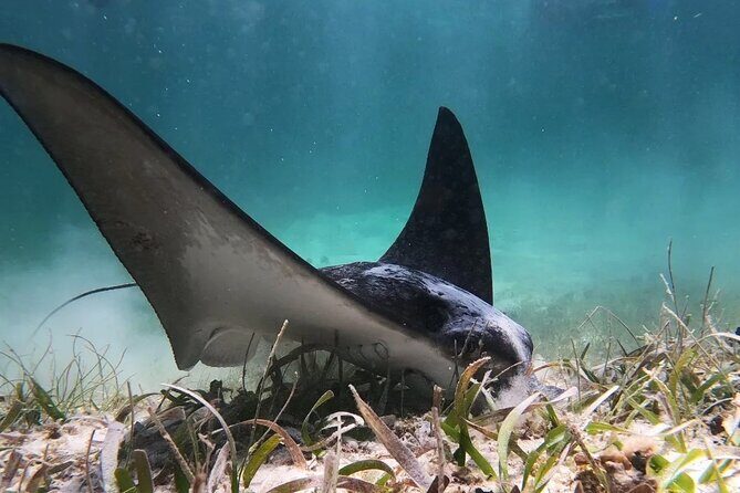 Private Snorkel Tour On The Reef Lagoon - The Itinerary: Step-by-Step