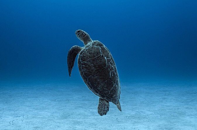 Private Snorkel Tour On The Reef Lagoon - Transportation and Logistics: What to Know