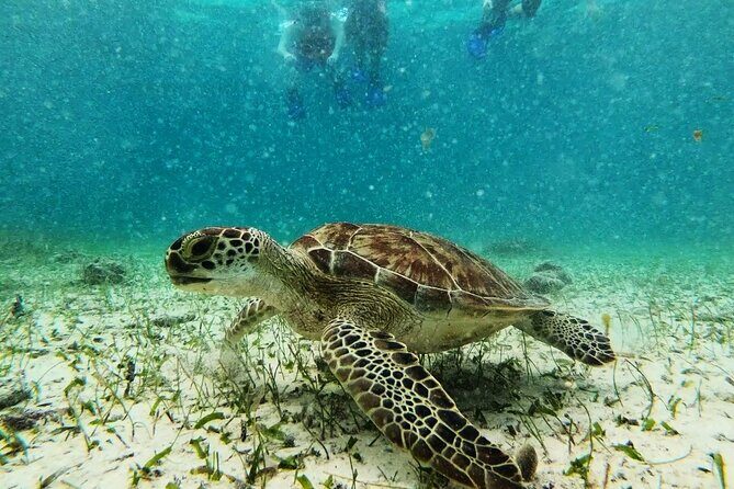 Private Snorkel Tour On The Reef Lagoon - Price and Value: Is It Worth It?
