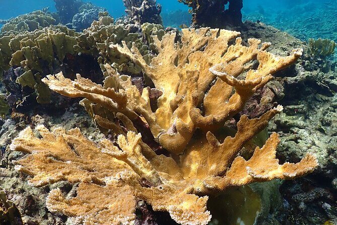 Private Snorkel Tour with Captain and Guide Bonaire Marine Park - The Experience Duration and What It Means for You