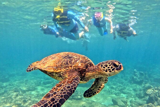 Private Snorkel tours - Introduction