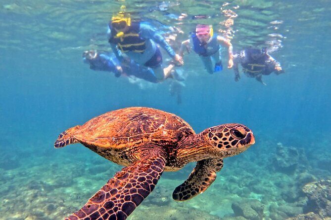 Private Snorkel tours - Exploring the Details of the Tour