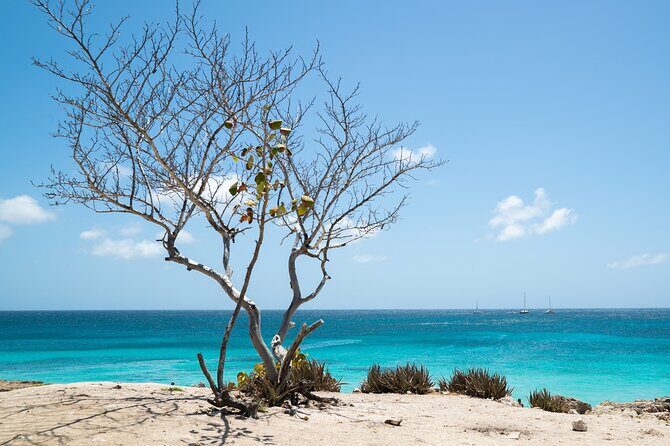 Private snorkel with 2 stops in Aruba - Eco-friendly! - FAQs