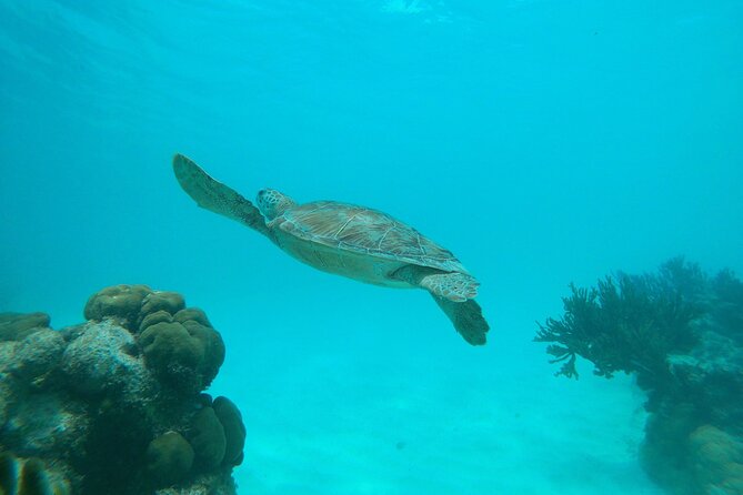 Private Snorkel With 2 Stops in Aruba - Eco-Friendly! - Included Amenities