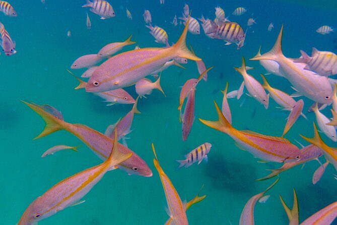 Private Snorkeling Adventure in Puerto Rico's Natural Reserve - Key Points