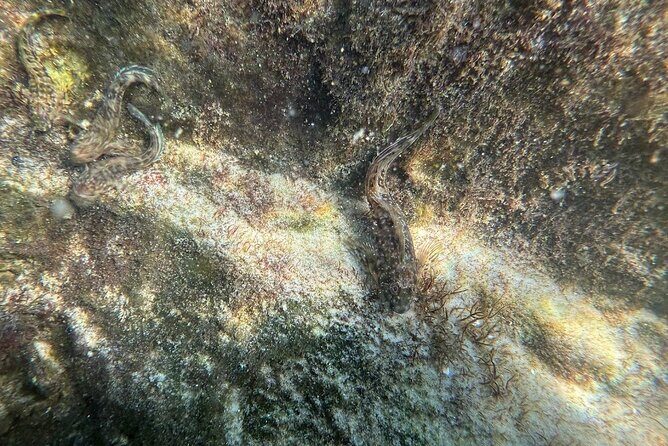 Private Snorkeling Excursion - Analyzing the Value: Is It Worth It?