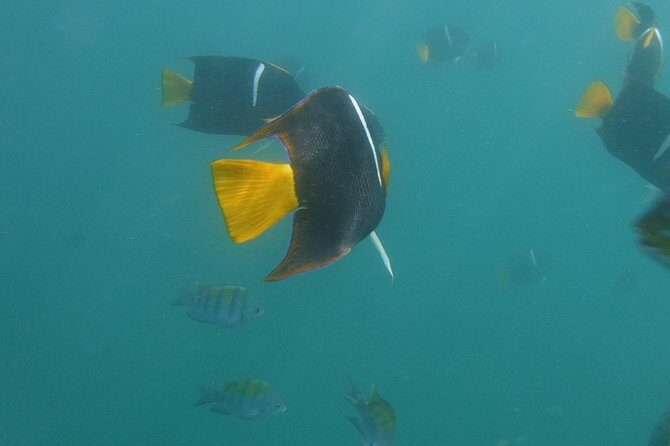 Private Snorkeling Experience and Boat tour to Las Animas Beach - FAQ about the Tour