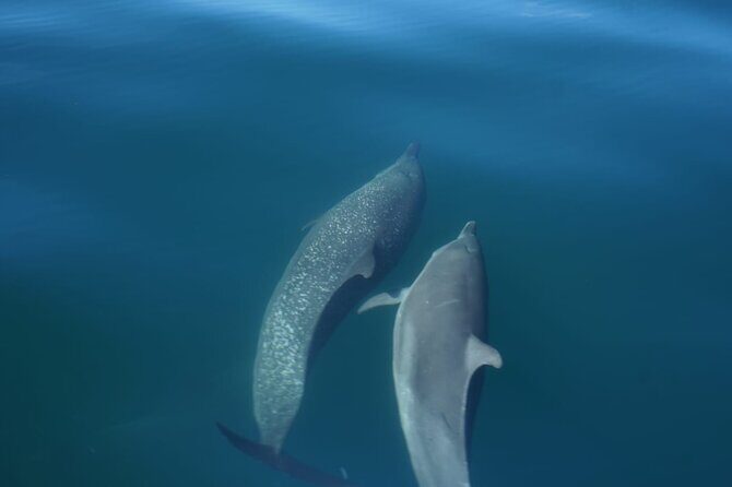 Private Snorkeling Experience in the Coral Islands in Guayabitos - Authentic Experiences and Traveler Feedback