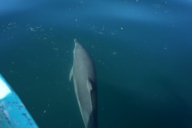 Private Snorkeling Experience in the Coral Islands in Guayabitos - The Sum Up: Why This Tour Is Worth Considering