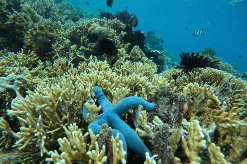 Private Snorkeling Gili Gede, GIli Asahan, Gili Goleng Tour - Who Should Consider This Tour?
